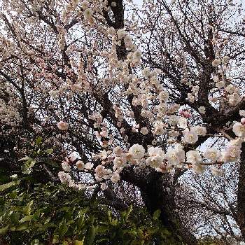 クチナシ,ウメ,田舎暮らし,庭の花,花のある暮らしの画像
