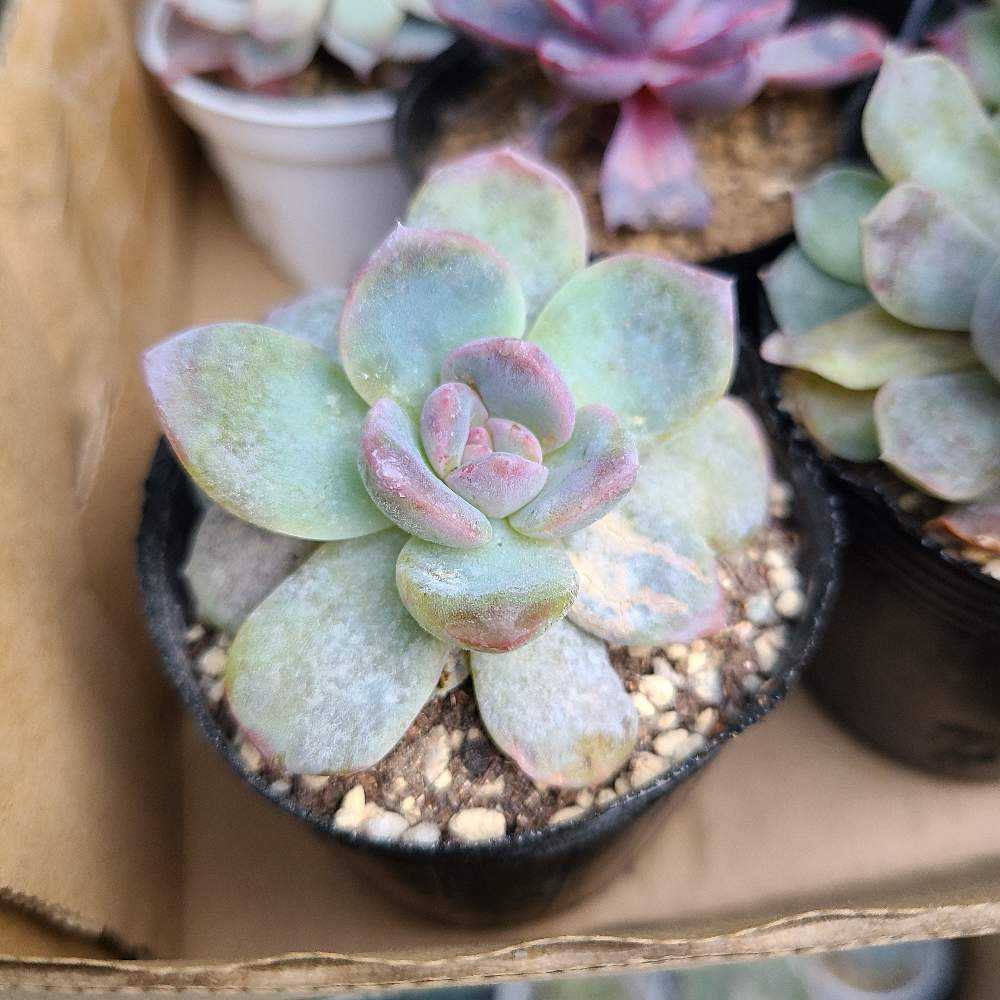 85. 多肉植物 アイスローズ 700円【抜き苗】 taniku-verve_10630