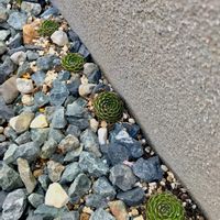 爪蓮華,オロスタキス昭和,多肉植物,癒し,オロスタキス属の画像