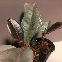 ゴムの木,観葉植物,100均,鉢植え,ダイソーの画像