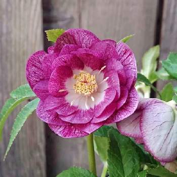 クリスマスローズ,ヘレボルス,加藤農園,ピンクの花,Helleborusの画像
