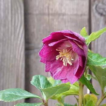 クリスマスローズ,ヘレボルス,Helleborus,クリスマスローズの花,MGクリロー祭り2023の画像
