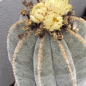 サボテン,鸞鳳玉 ランポウギョク,温室,神代植物公園,今日のお花の画像