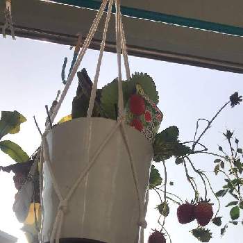よつぼし,イチゴ,ダイソー,ベランダガーデニング,食べられる植物の画像