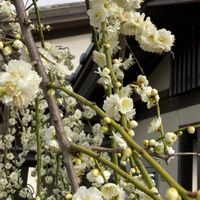 しだれ梅,花のある空間,癒し,花のある生活,花を飾るの画像
