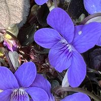 ムラサキシキブ, スミレ,青系の花,青い花,宿根草♪の画像