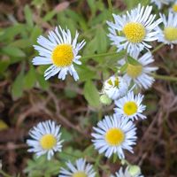 ヒメジョオン,足元の世界,雑草の花,真っ白な花,春の訪れの画像