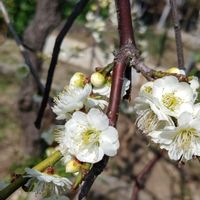 しだれ梅,兵庫県,医療・介護の皆様に感謝,コロナに負けるな！,神戸垂水の画像