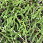 ヒカゲノカズラ　　gon13様 ヒカゲノカズラ gon13様 ヒカゲノカズラ gon13様 - メルカリ