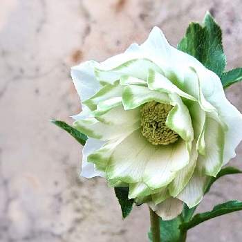 クリスマスローズ,ヘレボルス,Helleborus,クリスマスローズの花,ありがとう♡の画像
