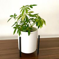 シェフレラ,シェフレラ ハッピーイエロー,観葉植物,お気に入り,寄せ植えの画像