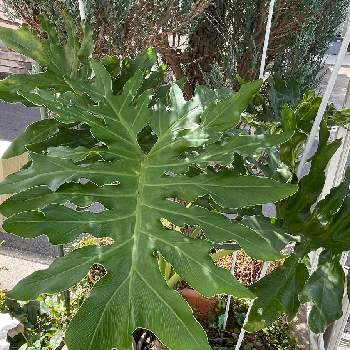 フィロデンドロン・セローム,多肉植物,観葉植物,多肉の寄せ植え,多肉大好きの画像