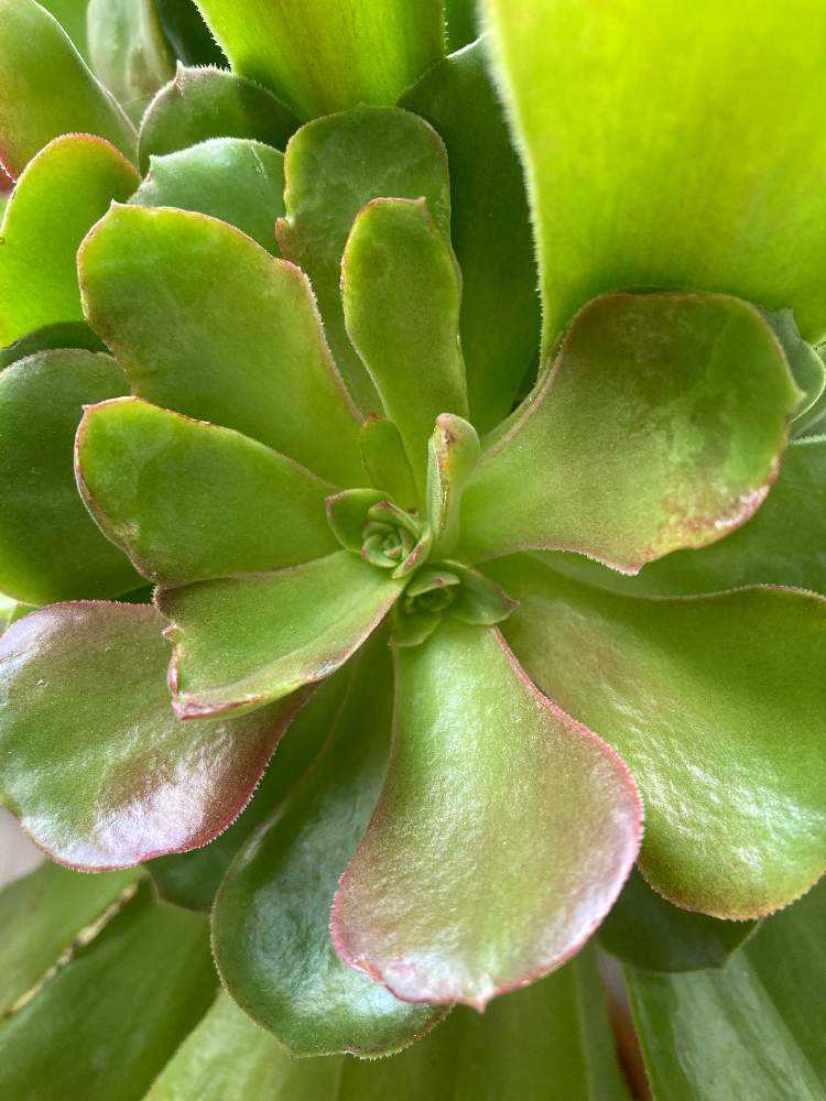 アエオニウム サラダボール成長記録｜🍀GreenSnap（グリーンスナップ）