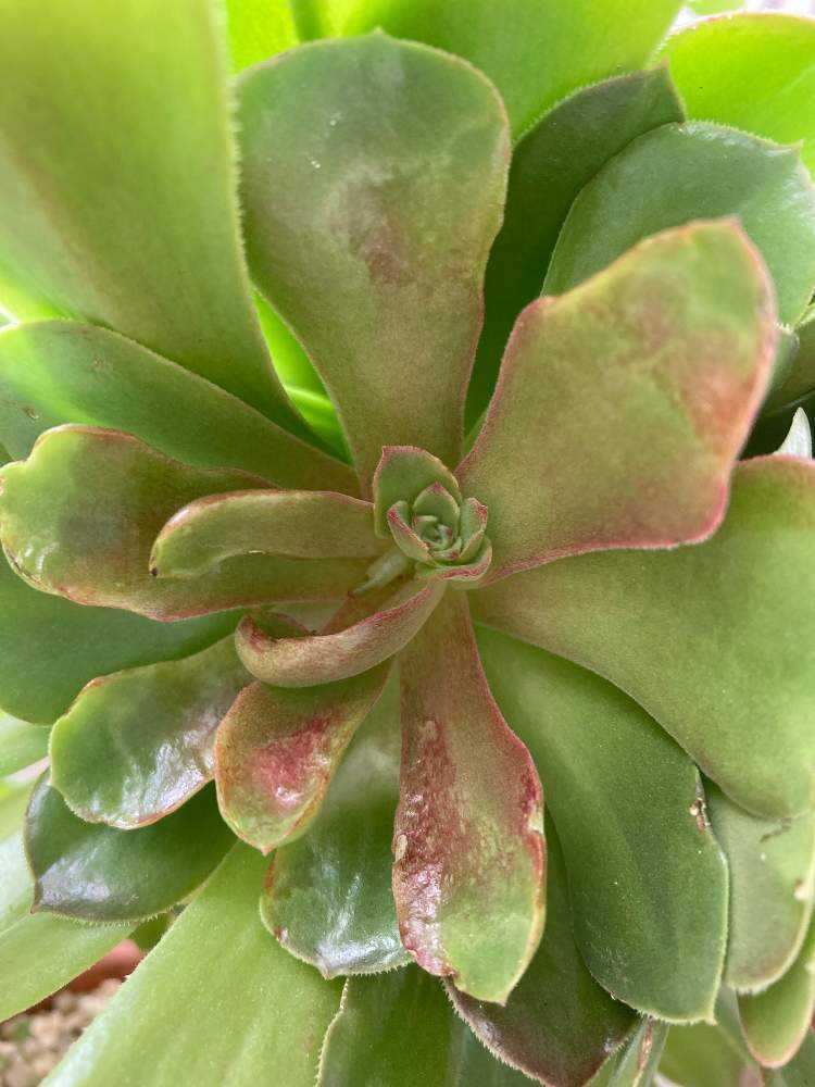 30#多肉植物アエオニウム❤️サラダボールセッカ❤️玫瑰法师缀化❤️22cm拔き苗 30#多肉植物アエオニウム❤️サラダボールセッカ❤️玫瑰法师缀化