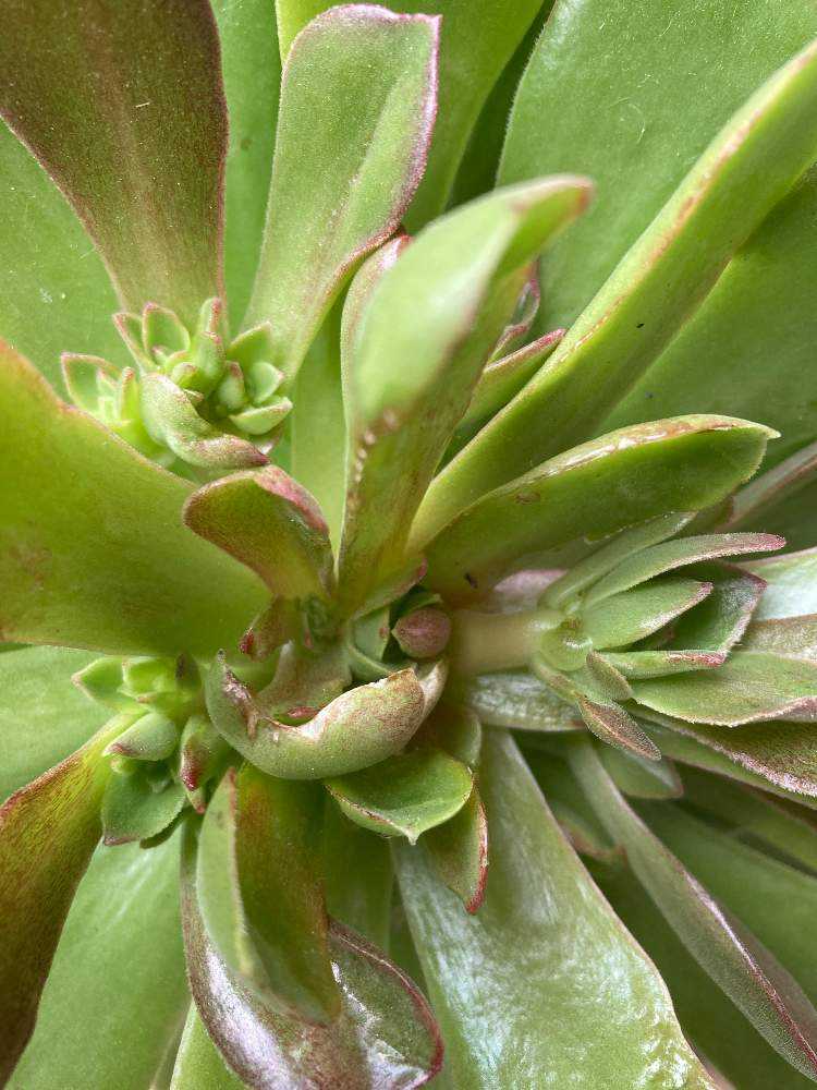 アエオニウム サラダボール成長記録｜🍀GreenSnap（グリーンスナップ）