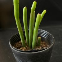 多肉植物,観葉植物,ユーフォルビア,コーデックス,珍奇植物の画像