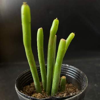 レッドキャット ウィーズル,アガベ　胴切りの画像