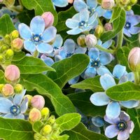 ブルースター,青い花,3.11,東日本大震災,GSの皆さまに感謝♡の画像