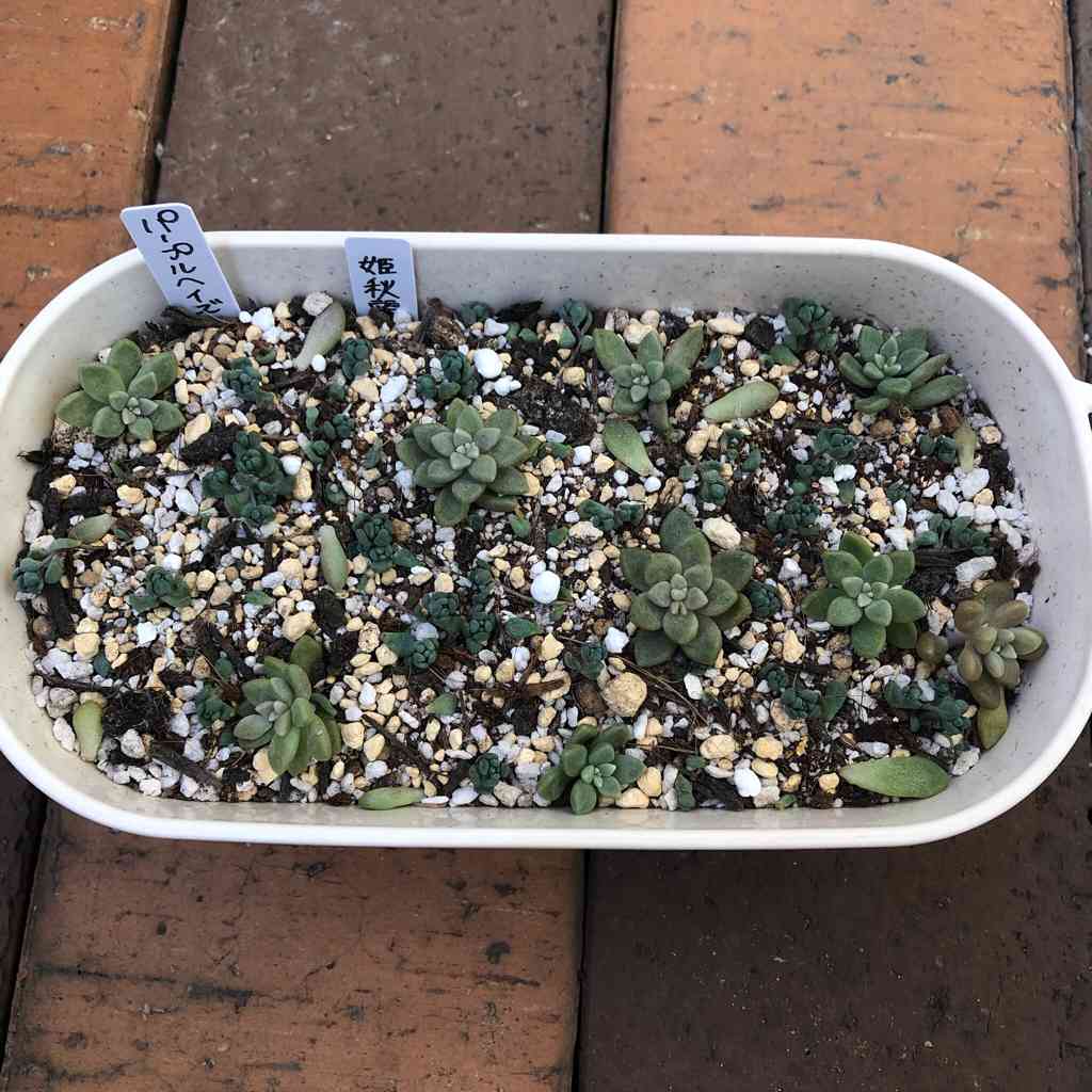 パープルヘイズ&姫秋麗🌱成長記録｜🍀GreenSnap（グリーンスナップ）