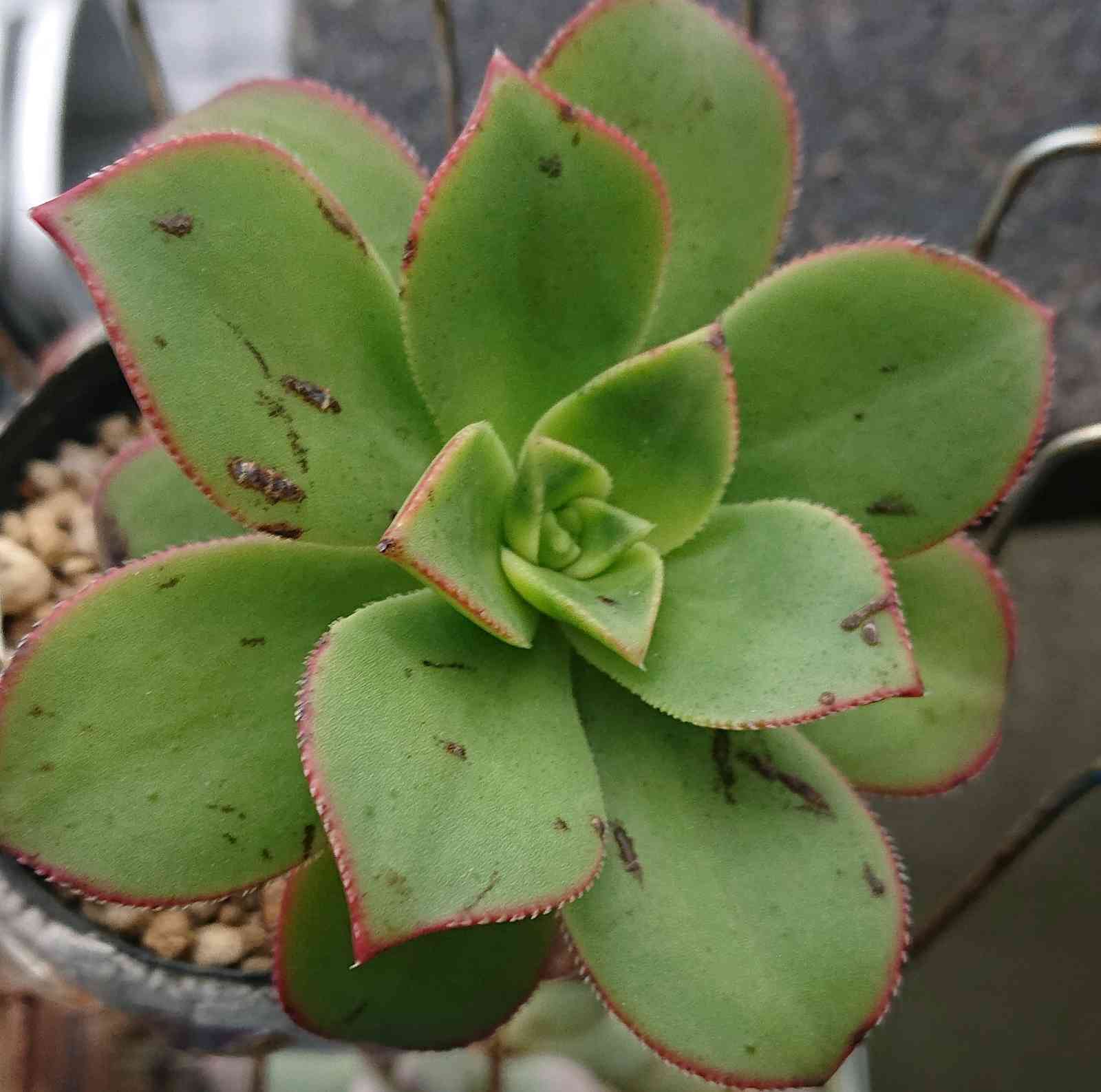 アエオニウム摘芯チャレンジ｜🍀GreenSnap（グリーンスナップ）