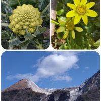 ヒメリュウキンカ,ロマネスコ,休日,癒し,黄色の画像