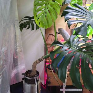 モンステラ属,大型観葉植物,観葉植物のある暮らし,観葉植物好き,ステンレス鉢の画像