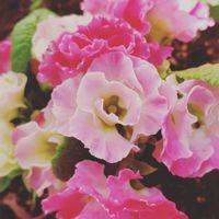 美味しそうな名前,ピンクの花が好き,花のある生活,プリムラジュリアンイチゴのミルフィーユ,日当たり良好の画像
