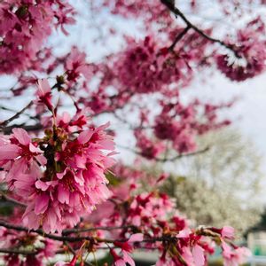 ガーデニング,多肉初心者,お散歩,花のある暮らし,グリーンのある暮らしの画像