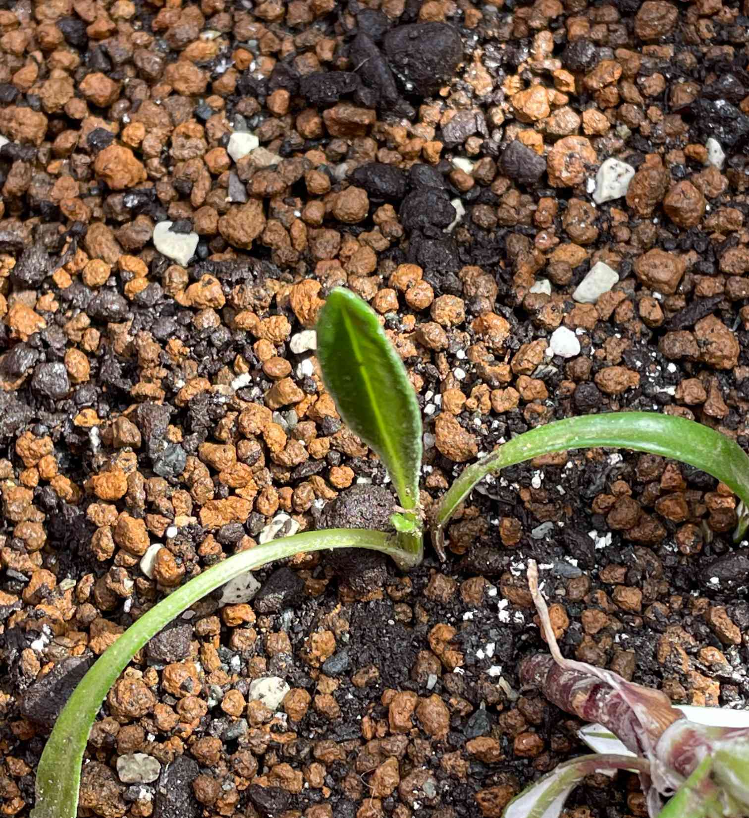 ラ*ク様 ☘️ラスト2☘️開花株❤️根パンパン❤️しっかり新葉元気株❤️3295 クレマチス 芳香性 カドミア挿し木苗2.5寸1鉢 - メルカリ