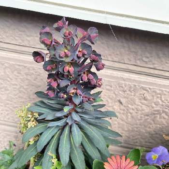 ユーフォルビア ブラックバード,オステオスペルマム,花芽,植物男子,花が咲いたの画像