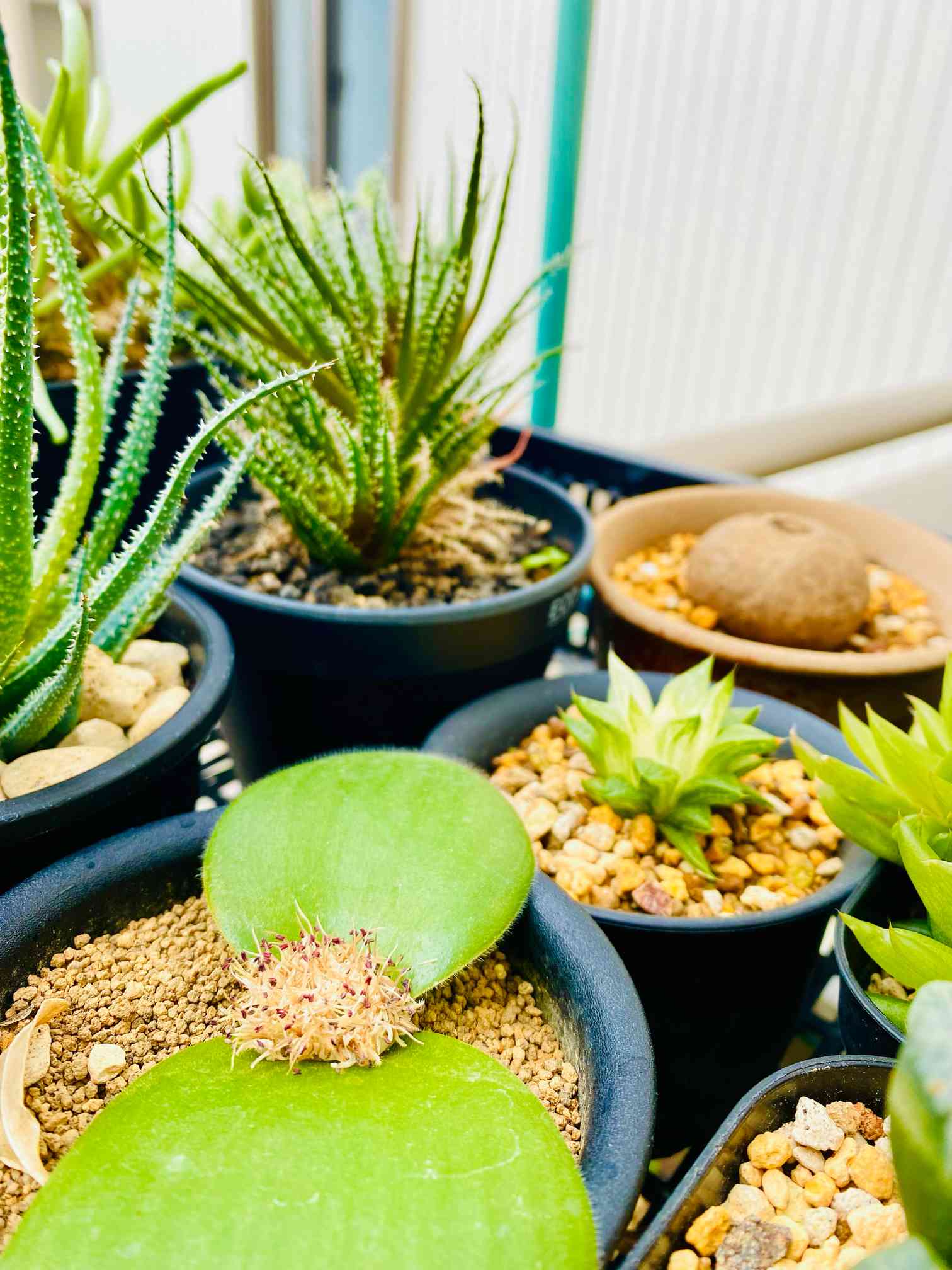 アロエ・女王錦の一覧|🍀GreenSnap(グリーンスナップ) アロエ・女王錦の一覧|🍀GreenSnap(グリーンスナップ)