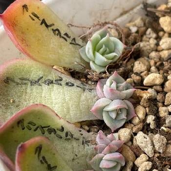 多肉植物,多肉の寄せ植え,多肉大好き,家庭菜園,寄せ植えの画像