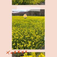 菜の花,ナノハナ,大洲市五郎橋河川敷,お出かけ先の画像