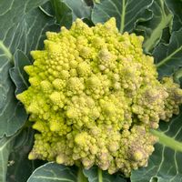 ロマネスコ,冬野菜,市民農園,畑の画像