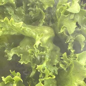 冬野菜,結球レタスの栽培,畑の画像
