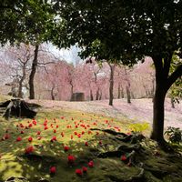 しだれ梅,♡♡の絨毯,お出かけ先の画像