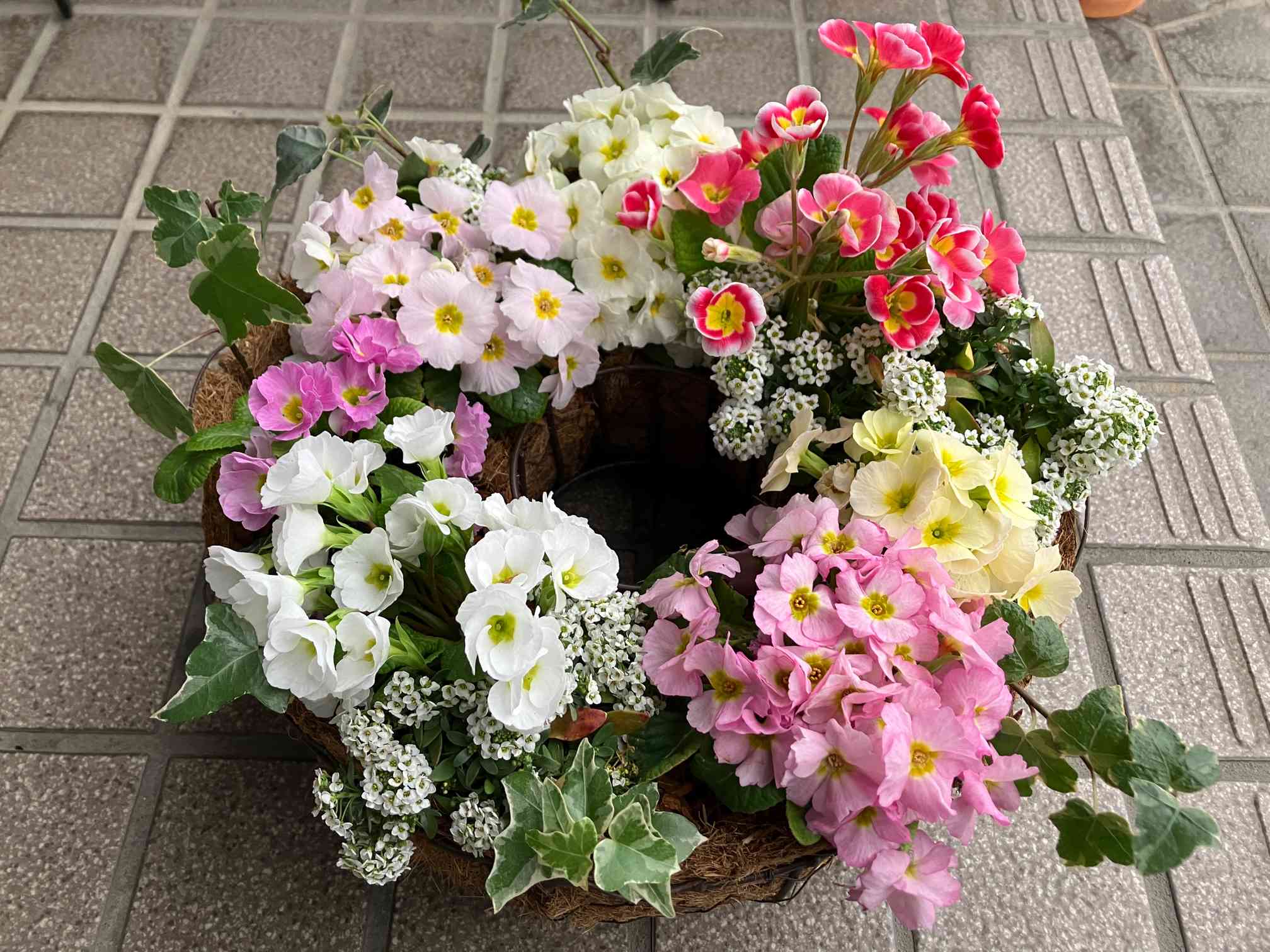 プリムラジュリアン リース寄せ植え｜🍀GreenSnap（グリーンスナップ）