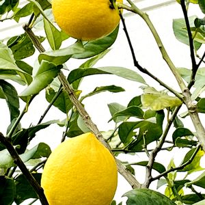 レモン,ビタミンカラー,屋上庭園,今日のお花,横浜マークイズの画像