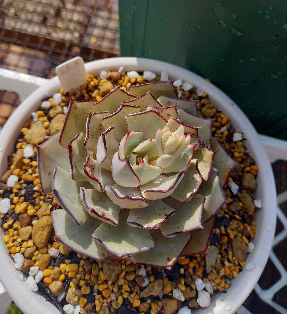 594🌹👰🌹ストリクチフローラ ノヴァ｜🍀GreenSnap（グリーンスナップ）