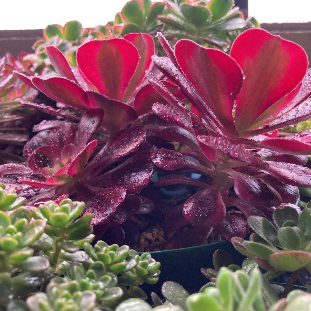 雨に濡れたアエオニウムたち🤗💓｜🍀GreenSnap（グリーンスナップ）