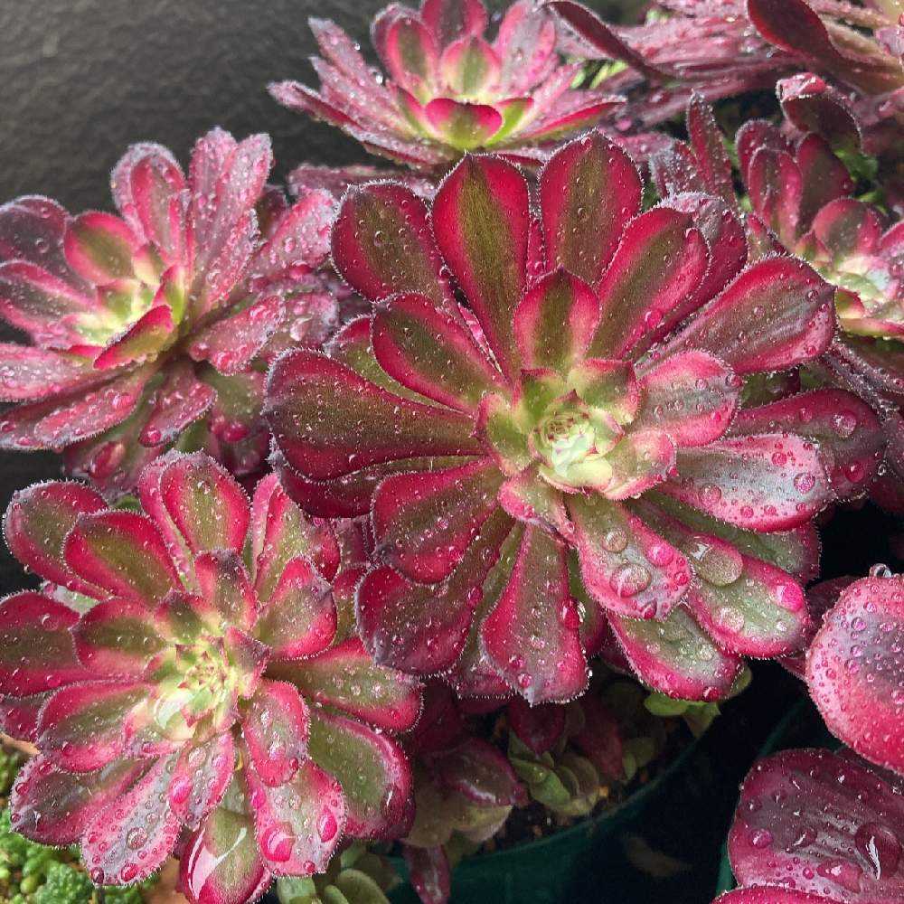 雨に濡れたアエオニウムたち🤗💓｜🍀GreenSnap（グリーンスナップ）