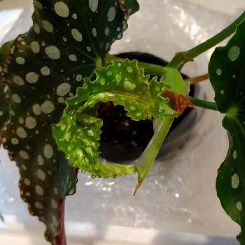盆栽,盆栽棚,屋外管理の画像