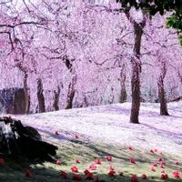 しだれ梅,お出かけ先の画像
