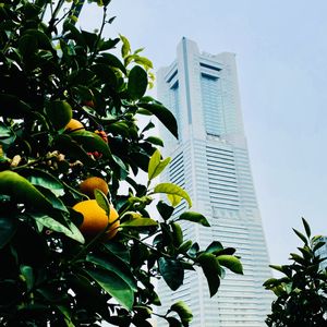 甘夏,横浜ランドマークタワー!,ビタミンカラー,屋上庭園,オレンジ色♪の画像