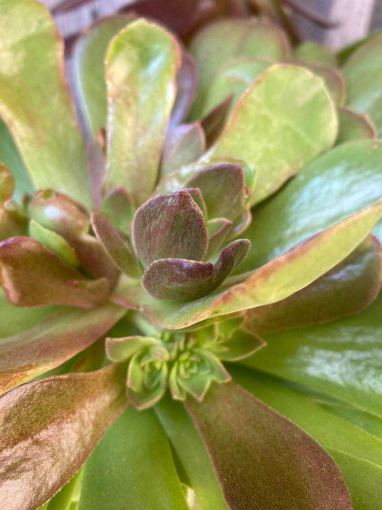 アエオニウム サラダボール成長記録｜🍀GreenSnap（グリーンスナップ）