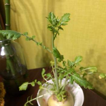 大根,冬野菜,再生野菜,#お庭と暮らす,水耕栽培の画像