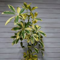 シェフレラ,多肉植物,パキポディウム属,アガベ AGAVE,観葉植物の画像