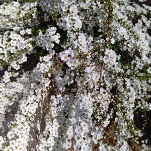 ユキヤナギ,白い花,花散歩,今日のお花,ユキヤナギ観察隊の画像