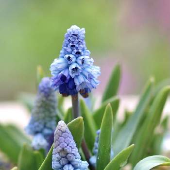 姫オダマキの画像