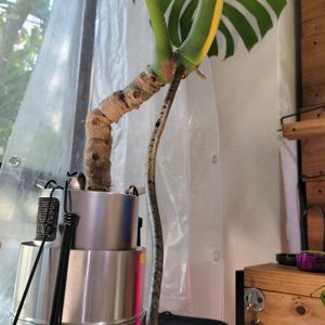 モンステラ デリシオーサ,モンステラ属,大型観葉植物,観葉植物のある暮らし,観葉植物好きの画像